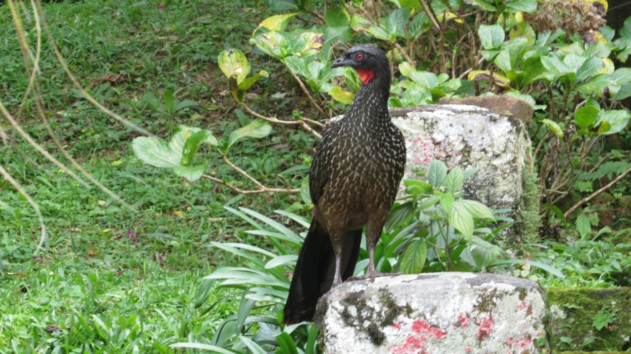 Villa Violeta Petrópolis 外观 照片
