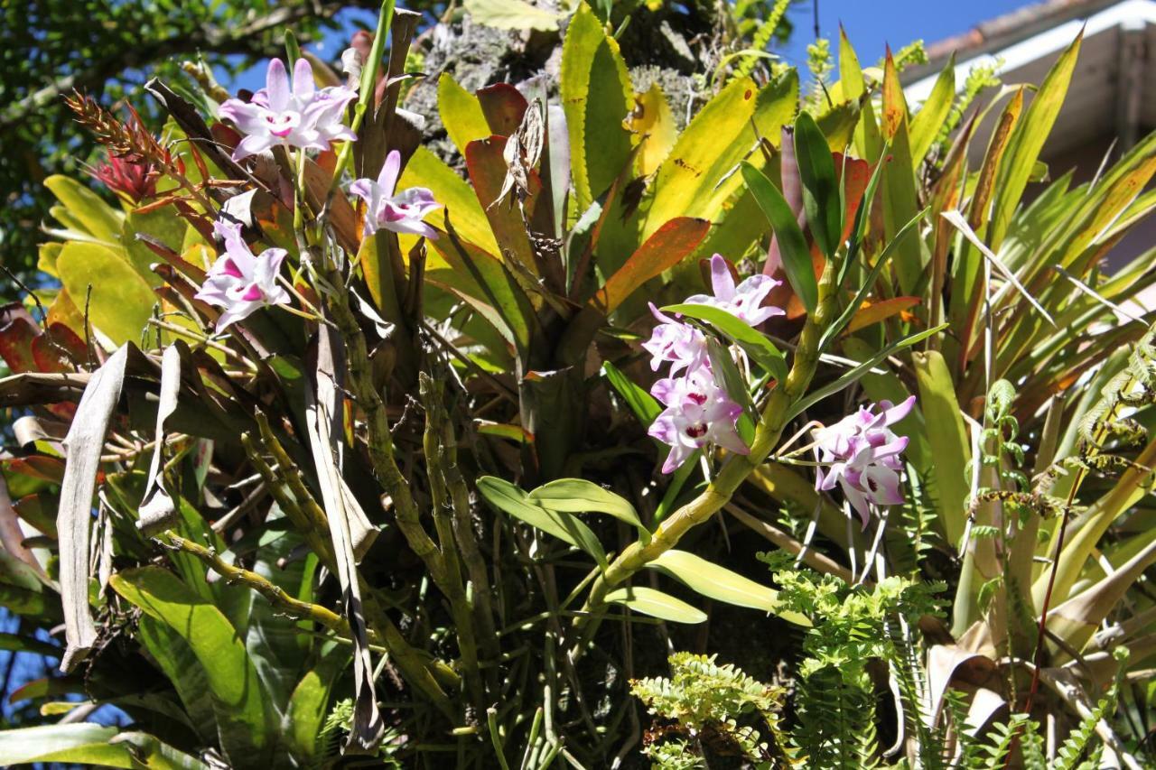 Villa Violeta Petrópolis 外观 照片