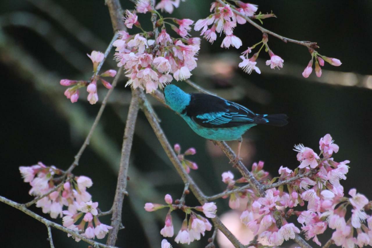 Villa Violeta Petrópolis 外观 照片